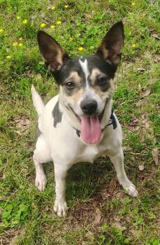 Rescue Mixed Breed Dogs for Adoption in Taycheedah, Wisconsin - Konstantine | PetCurious
