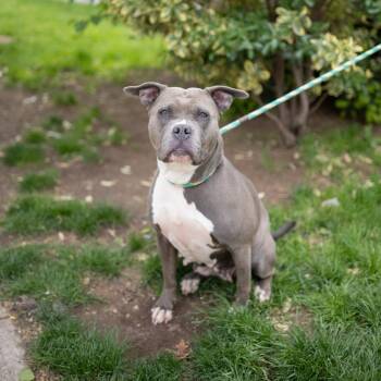 Hollow (AKA Nova) -  Pit Bull Terrier Dog for Adoption in Newark, New Jersey - Hollow (AKA Nova) | PetCurious
