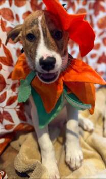 Tweezer -  Mixed Breed Dog for Adoption in Dunmore, Pennsylvania - Tweezer | PetCurious