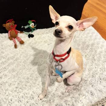 Rescue Chihuahua Dogs for Adoption in Chicago, Illinois - Zoodle | PetCurious