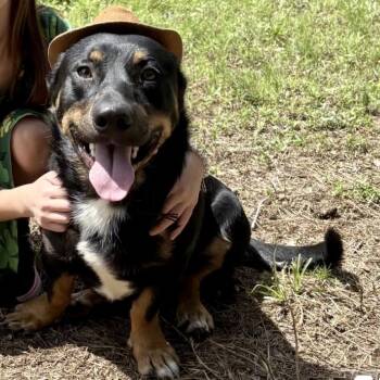 Bosco -  Corgi Dog Available for Adoption - Bosco | PetCurious