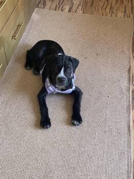 Winnie -  Mastiff Dog for Adoption in Glendale, Arizona - Winnie | PetCurious
