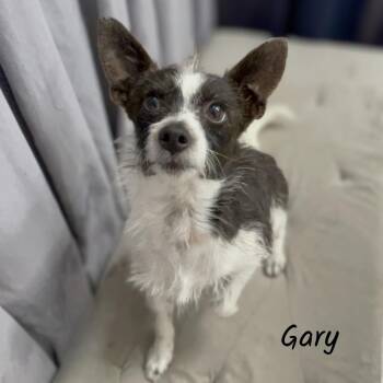 Gary -  Terrier Dog for Adoption in Shreveport, Louisiana - Gary | PetCurious