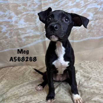 MEG -  Labrador Retriever and Mixed Breed Dog Available for Adoption - MEG | PetCurious