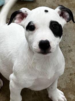 Cheesecake -  Mixed Breed Dog for Adoption in Lake City, Arkansas - Cheesecake | PetCurious