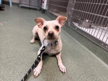 A176459 -  Mixed Breed Dog for Adoption in Santa Fe, New Mexico - A176459 | PetCurious