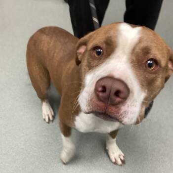 Rescue Pit Bull Terrier Dogs for Adoption in Abilene, Texas - HEB | PetCurious