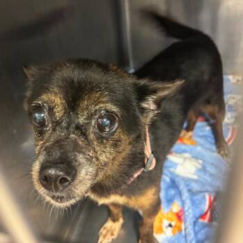 Muzzie -  Chihuahua Dog for Adoption in Lake Jackson, Texas - Muzzie | PetCurious