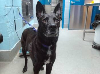 Rescue Dutch Shepherd and Mixed Breed Dogs for Adoption in Albuquerque, New Mexico - MICHONNE | PetCurious