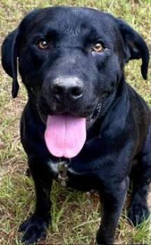 Busby -  Black Labrador Retriever Dog for Adoption in Alexandria, Louisiana - Busby | PetCurious