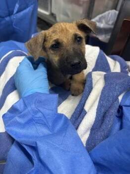 Frisky -  Mixed Breed Dog for Adoption in Georgetown, South Carolina - Frisky | PetCurious