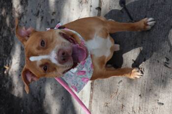 Rescue Pit Bull Terrier Dogs for Adoption in Newark, New Jersey - Simba | PetCurious