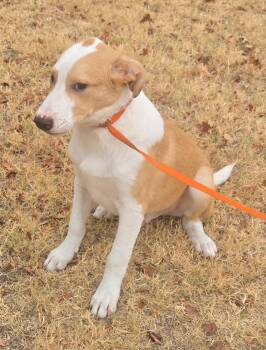 SNICKERS 425 -  Great Pyrenees Dog for Adoption in New Berlin, Wisconsin - SNICKERS 425 | PetCurious