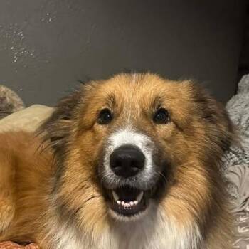 Rough Collie Dogs Available for Adoption in Niagara Falls, Ontario - Mister Woody (20260501-01) | PetCurious