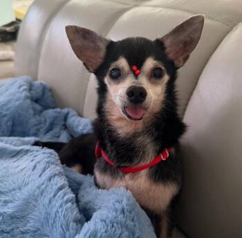 Pinky - The Love Bug -  Chihuahua Dog for Adoption in Carolina, Carolina - Pinky - The Love Bug | PetCurious