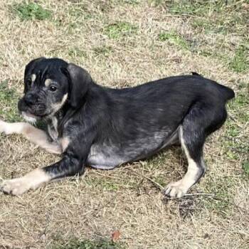 Labrador Retriever and Shepherd Dogs Available for Adoption - Kuteness | PetCurious