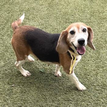 Granny Joe 8974 -  Beagle Dog for Adoption in Loxahatchee Groves, Florida - Granny Joe 8974 | PetCurious