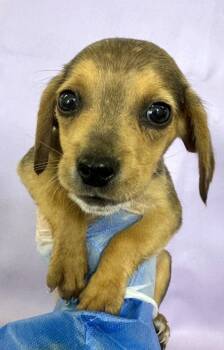 Rescue Beagle and Mixed Breed Dogs for Adoption in Morton Grove, Illinois - Snoopy | PetCurious