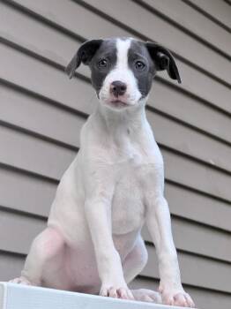 Spice Girls Litter - Sporty Spice -  Mixed Breed Dog for Adoption in Savage, Minnesota - Spice Girls Litter - Sporty Spice | PetCurious