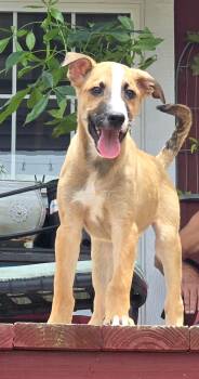 Boon -  Shepherd Dog for Adoption in San Antonio, Texas - Boon | PetCurious