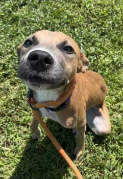 Rags -  Mixed Breed Dog for Adoption in Vero Beach, Florida - Rags | PetCurious