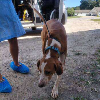 Rooster 4090 -  Coonhound Dog for Adoption in Loxahatchee Groves, Florida - Rooster 4090 | PetCurious