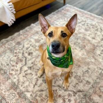 Walter Fitzgerald -  German Shepherd Dog and Black Mouth Cur Dog for Adoption in Friendswood, Texas - Walter Fitzgerald | PetCurious