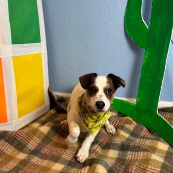 Pinta -  Chihuahua Dog for Adoption in Fresno, California - Pinta | PetCurious