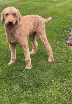 JAKE (ohiosdrescue(at)gmail.com) -  Goldendoodle Dog for Adoption in Elyria, Ohio - JAKE (ohiosdrescue(at)gmail.com) | PetCurious