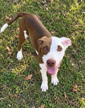 Kevin - brother to Karen -  Hound and Australian Cattle Dog Blue Heeler Dog for Adoption in Horn Lake, Mississippi - Kevin - Brother To Karen | PetCurious