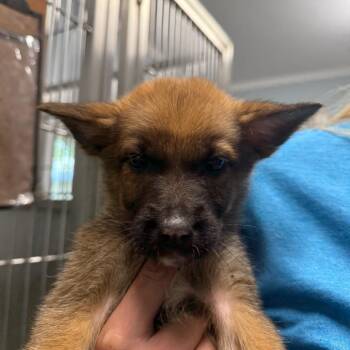 Mixed Breed Dogs Available for Adoption - Laura | PetCurious