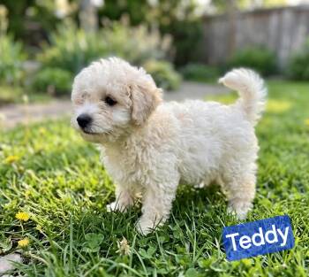 Havanese Dogs Available for Adoption in Wheelersburg, Ohio - Teddy | PetCurious