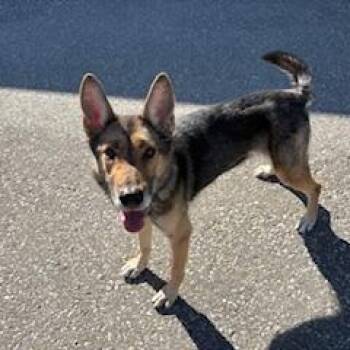 German Shepherd Dog and Siberian Husky Dogs Available for Adoption in Bolton, Ontario - Roxanne | PetCurious