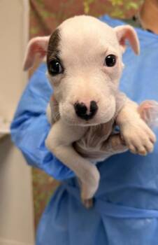 Sprint -  American Staffordshire Terrier and Mixed Breed Dog for Adoption in San Antonio, Texas - Sprint | PetCurious
