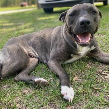 Smokey -  American Staffordshire Terrier and Mixed Breed Dog for Adoption in Houston, Texas - Smokey | PetCurious
