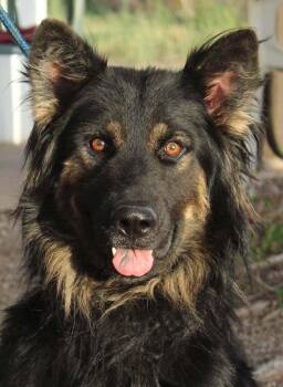 Poncha -  German Shepherd Dog Dog for Adoption in Parker, Colorado - Poncha | PetCurious