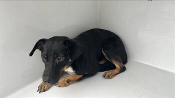 Rescue German Shepherd Dog and Mixed Breed Dogs for Adoption in Houston, Texas - A639449 | PetCurious