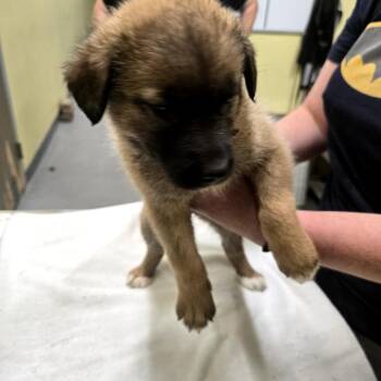 Mixed Breed Dogs Available for Adoption in Blue Ridge, Georgia - Puff | PetCurious