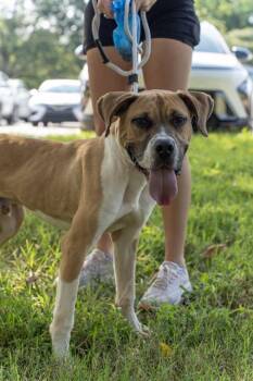 HARRY PAWTER -  Mixed Breed Dog for Adoption in Charlotte, North Carolina - HARRY PAWTER | PetCurious