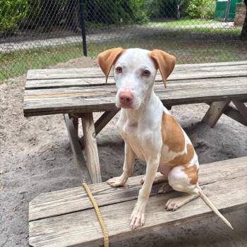 Jane -  Hound and Mixed Breed Dog for Adoption in Port Charlotte, Florida - Jane | PetCurious