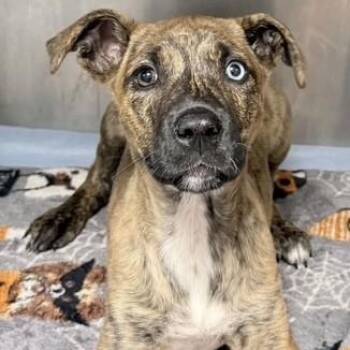 Crystal Blue -  Catahoula Leopard Dog Dog for Adoption in Williston, Vermont - Crystal Blue | PetCurious