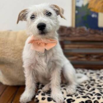 Jack Russell Terrier and Wirehaired Terrier Dogs Available for Adoption - Bonnie Cotton Ball | PetCurious