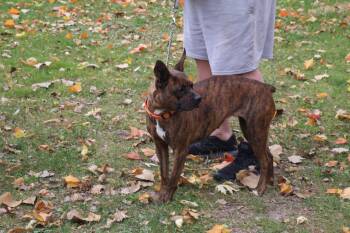 Rescue French Bulldog and Boxer Dogs for Adoption in Aurora, Illinois - Sasha | PetCurious