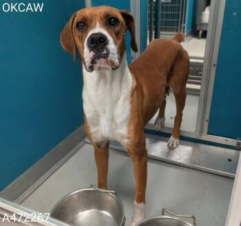 Boxer and Mixed Breed Dogs Available for Adoption in Oklahoma City, Oklahoma - A472267 | PetCurious