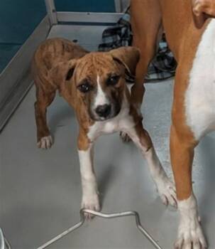 A479195 -  American Staffordshire Terrier and Mixed Breed Dog for Adoption in Oklahoma City, Oklahoma - A479195 | PetCurious