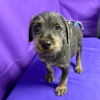 Damson -  Australian Shepherd and Mixed Breed Dog for Adoption in North Myrtle Beach, South Carolina - Damson | PetCurious