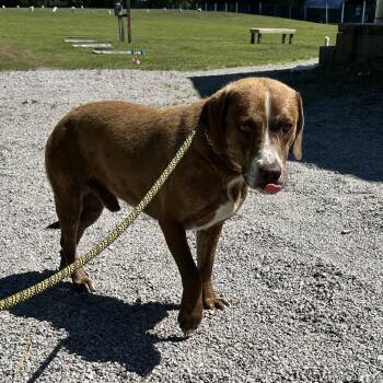 TSNC-Stray-14913 -  Hound Dog for Adoption in Newport, North Carolina - TSNC-Stray-14913 | PetCurious