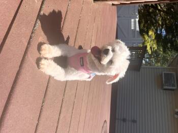 Baby -  Havanese Dog Available for Adoption in Semmes, Alabama - Baby | PetCurious