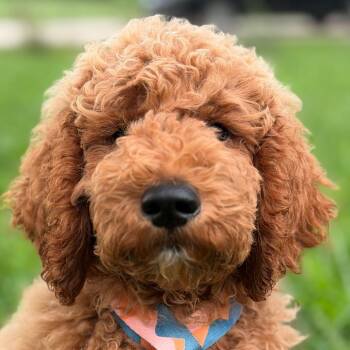 Dusty -  Goldendoodle Dog for Adoption in Greenfield, Indiana - Dusty | PetCurious