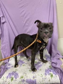 Staffordshire Bull Terrier and Mixed Breed Dogs Available for Adoption - GUS | PetCurious